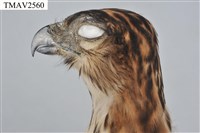 鳳頭蒼鷹藏品圖，第17張